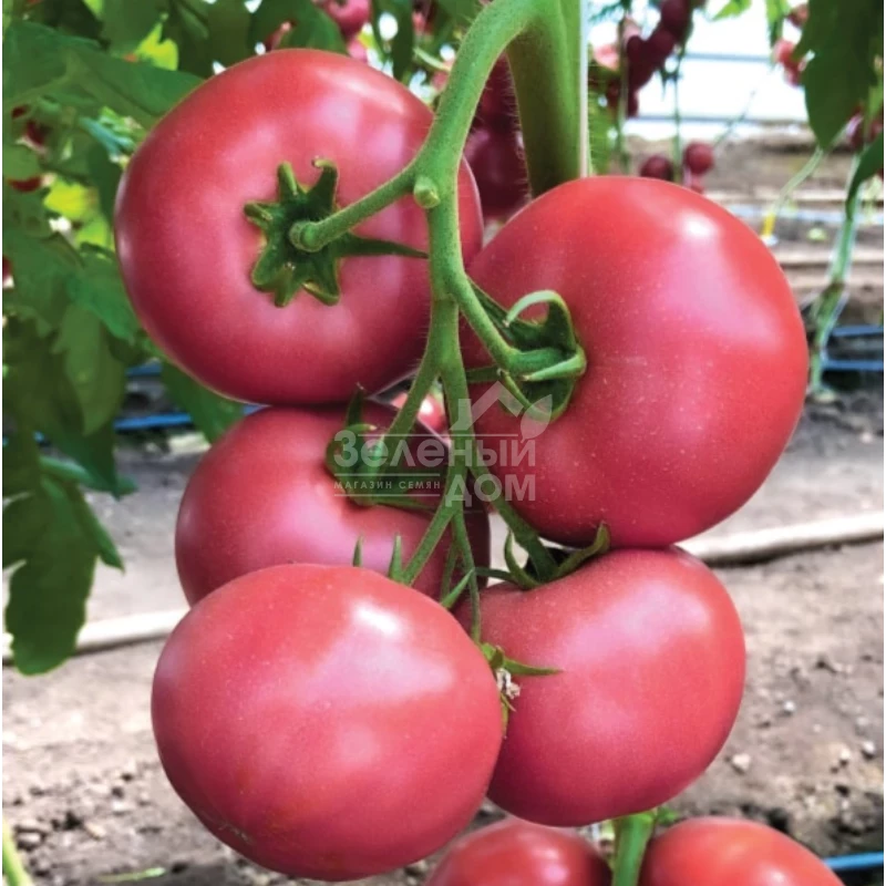 КС 307 F1 / KS 307 F1 фото 1