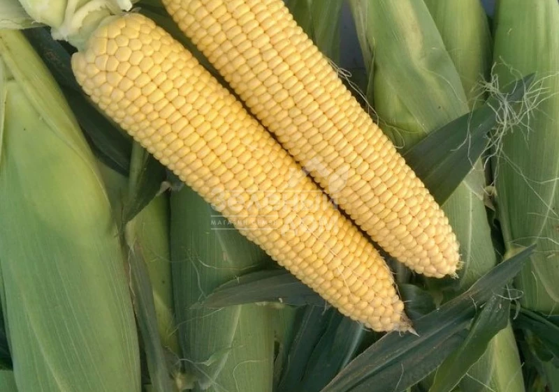 Мирза F1 / Mirza F1 фото 1