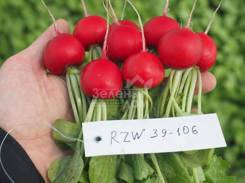 Бодиам F1 / Bodiam F1,20-25 дней фото 2