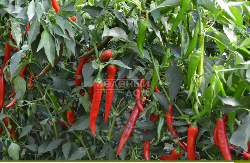 Сахем F1 / Sahem F1, 70-75 дней фото 1