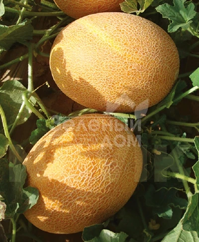 Нево F1 / Nevo F1,50-55 дней фото 1