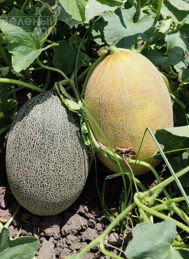 Сицилия F1 / Sicilia F1 фото 2