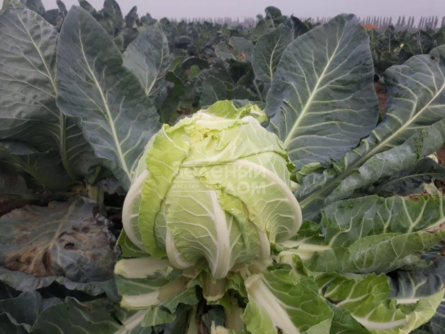 Ардент F1 / Ardent F1,80-85 дней фото 5