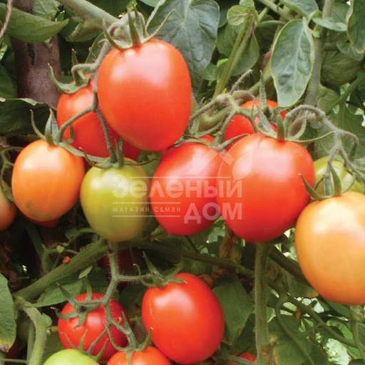 Кармен F1 / Carmen F1,110-115 дней фото 1