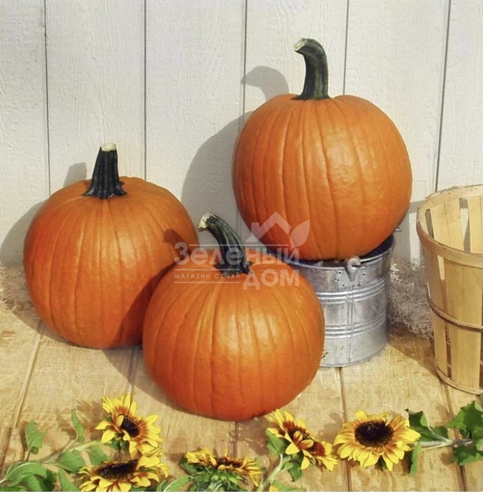 Гладиатор F1 / Gladiator F1, 110 дней фото 1