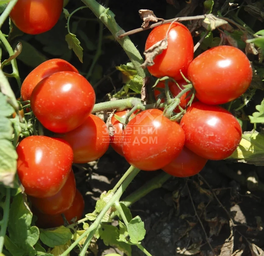 Трипл Ред F1 / Tripl Red F1,80-85 дней фото 1