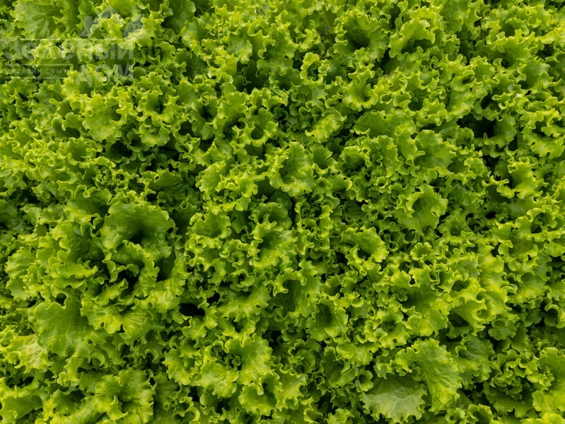 Афилион / Aphylion фото 2