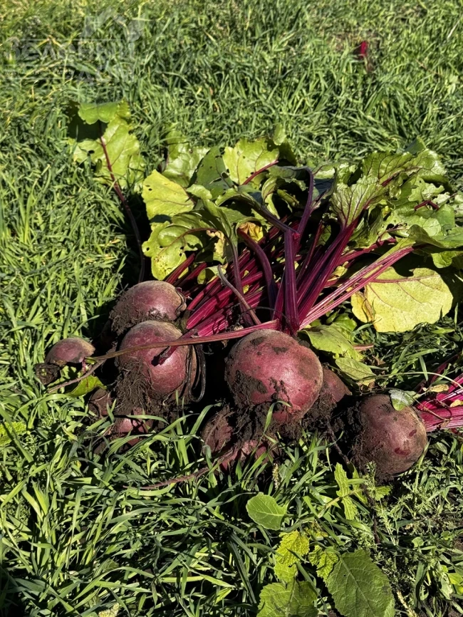 Руби Бой F1 / Ruby Boy F1, 100-105 дней фото 2