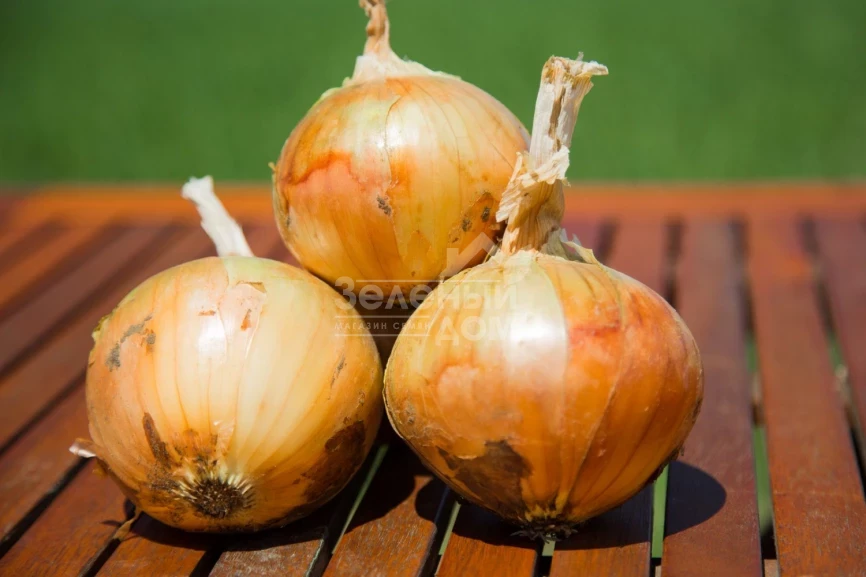 Вольф F1 / Wolf F1,260-280 дней фото 1