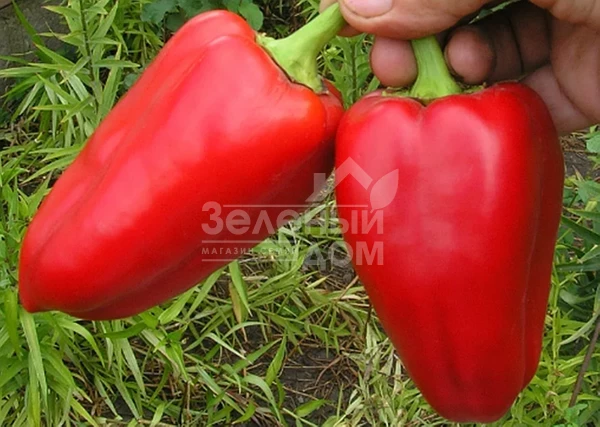 Айвенго / Aivengo  фото 1