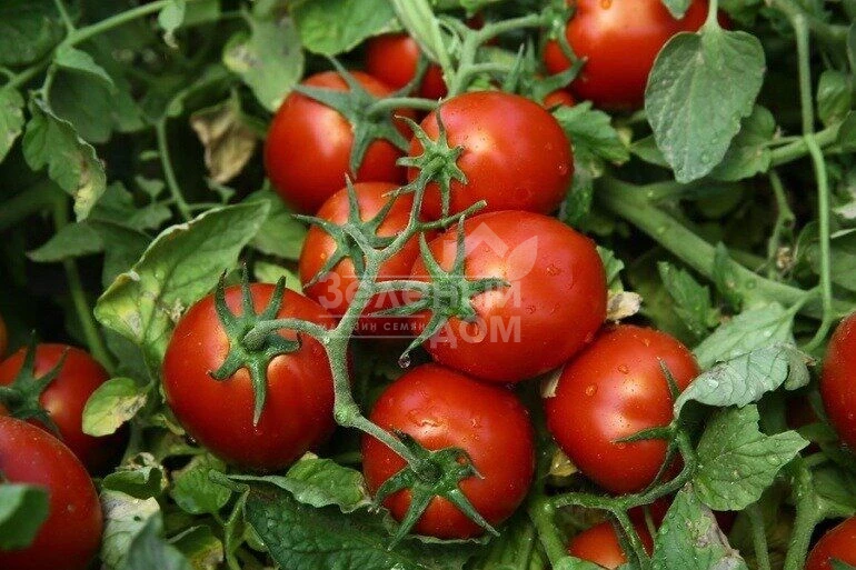 Чибли F1 / Chibli F1,70-100 дней фото 1