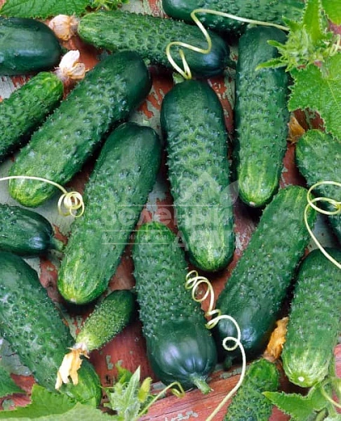 Октопус F1 / Octopus F1,45-48 дней фото 1