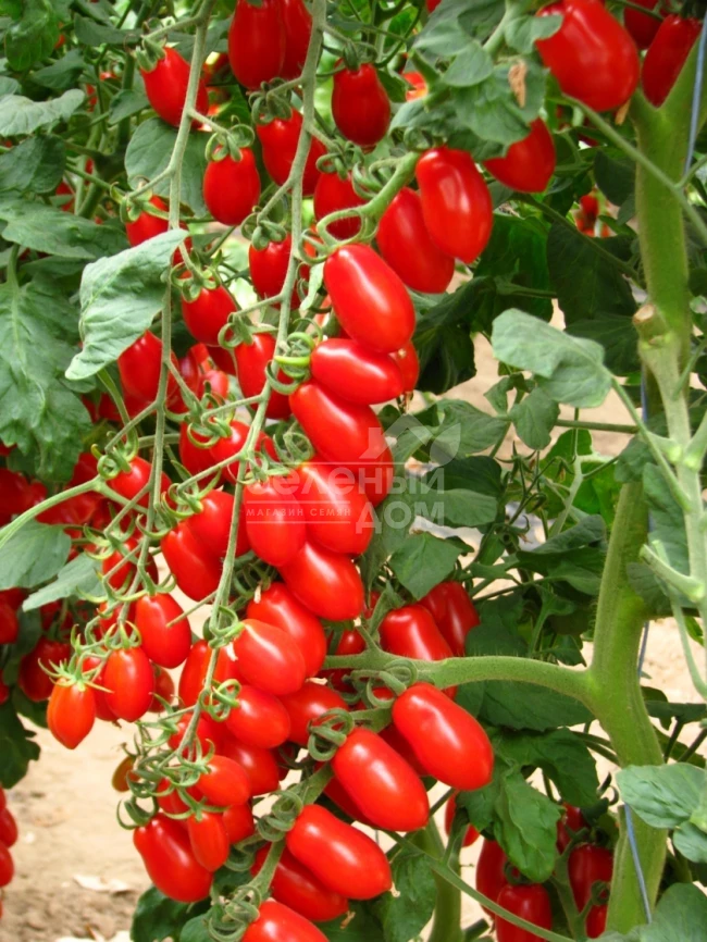 Колина F1 / Collina F1,105-115 дней фото 1