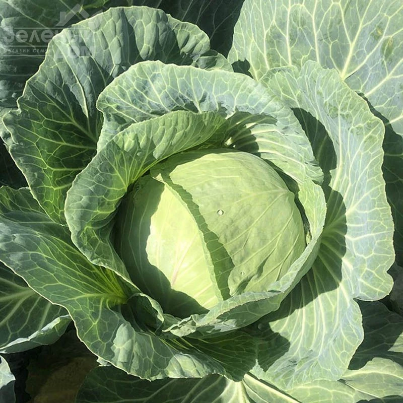 Вермонт F1 / Vermont F1,75-85 дней фото 1