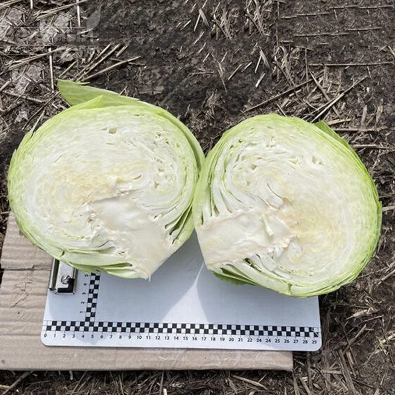 Орегон F1 / Oregon F1,100-110 дней фото 4