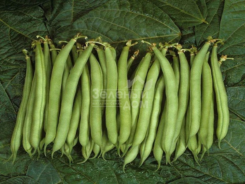 Палома F1 / Paloma F1 фото 1