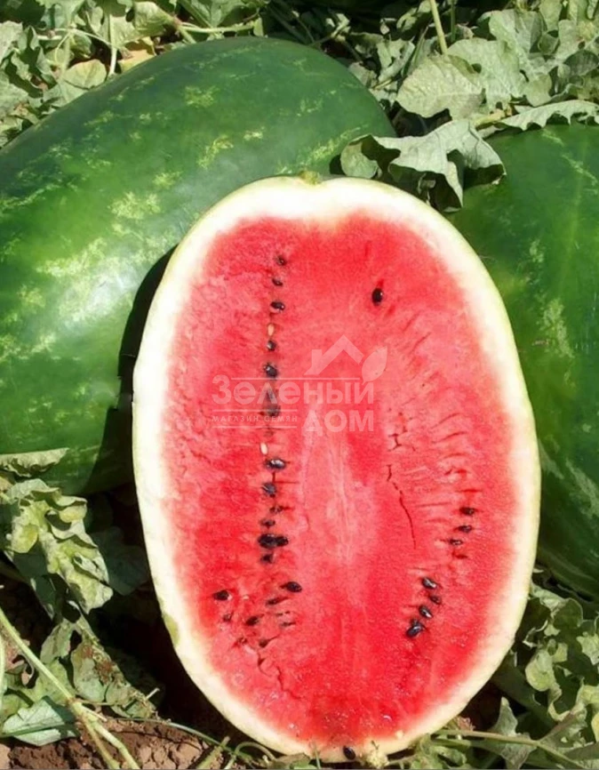 Эрли Саманта F1 / Early Samanta F1,65 - 70 дней фото 1