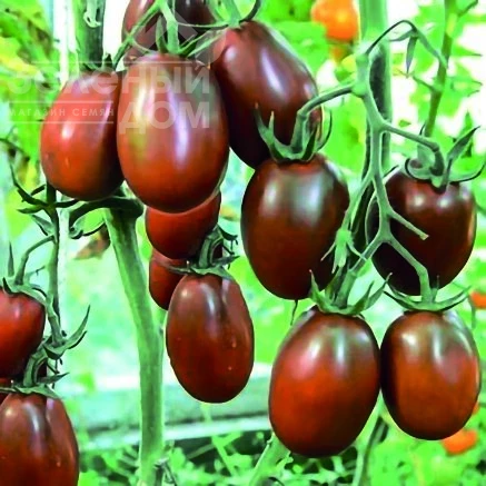 Де барао черный / De barao cherniy фото 1