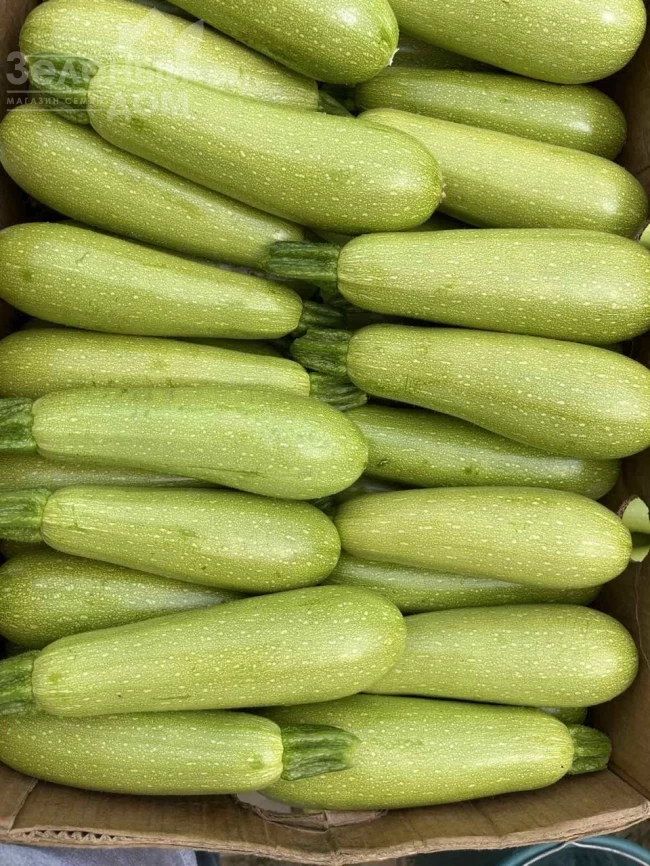 Инесса F1 / Inessa F1 фото 1