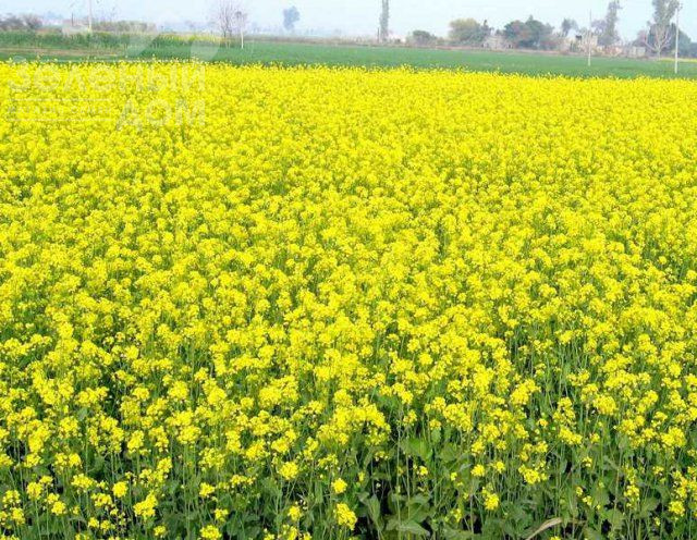 Гірчиця / Gorchitsa (біла/жовта) фото 1