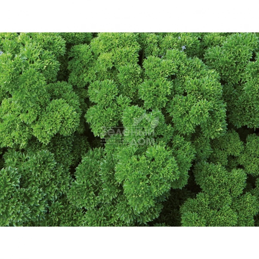 Вега / Vega,60-70 дней фото 2