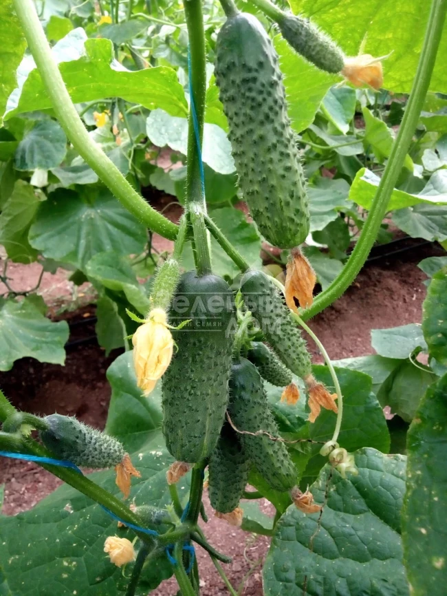 Коломбо F1 (ГБ 08) / Colombo F1 (GВ 08), 35-45 дней фото 1