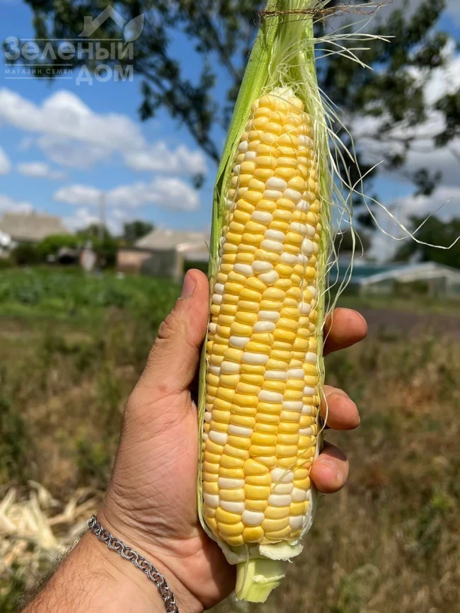 Сприц F1 / Spritz F1, 73-74 дня фото 7