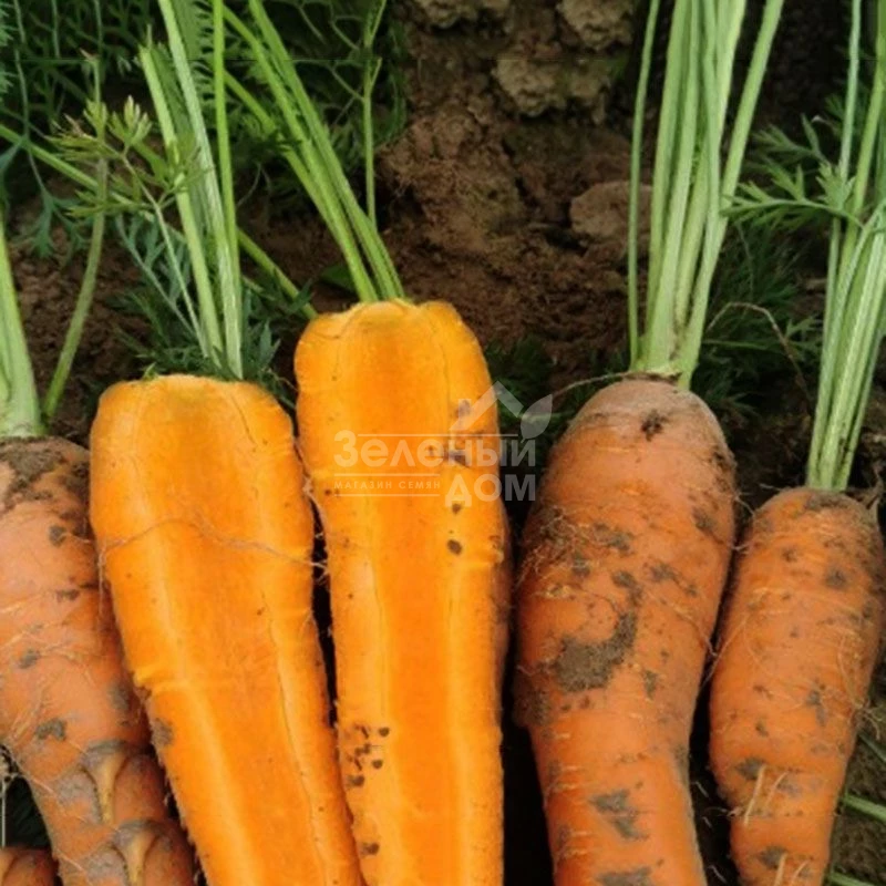 Шантане Курода / Shantane Kuroda,90-95 дней фото 1