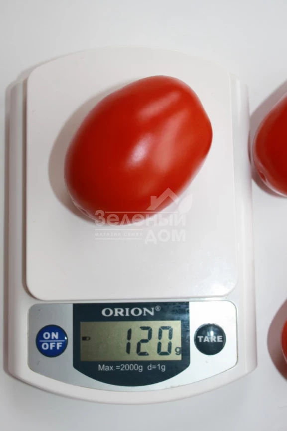 Фидель (INX 1592) F1 / Fidel (INX 1592) F1,90-95 дней фото 2