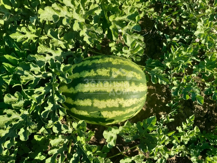 Ау Продюсер / AU Producer, 70-75 дней фото 1