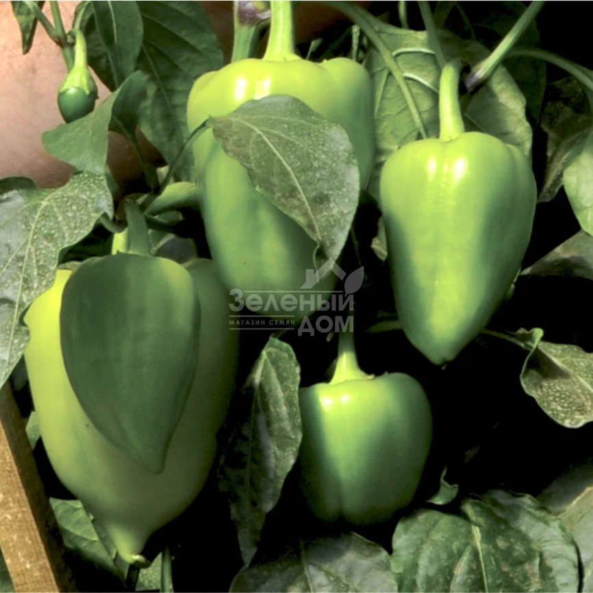 Вулкан F1 / Vulcan F1, 65-70 дней фото 1