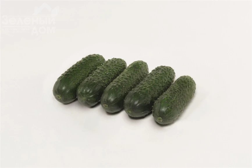 Альшани F1 / Alshany F1, 40-45 дней фото 2