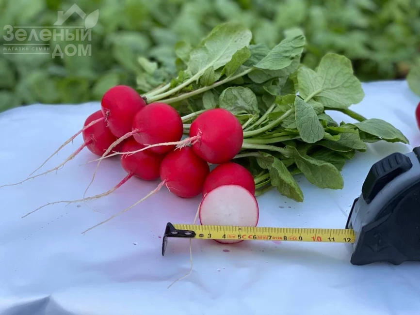 Аутелла F1 / Autella F1,22-25 дней фото 2