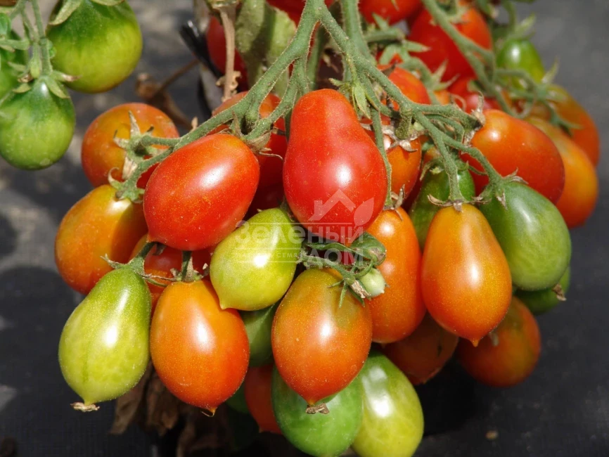 Радана / Radana фото 1