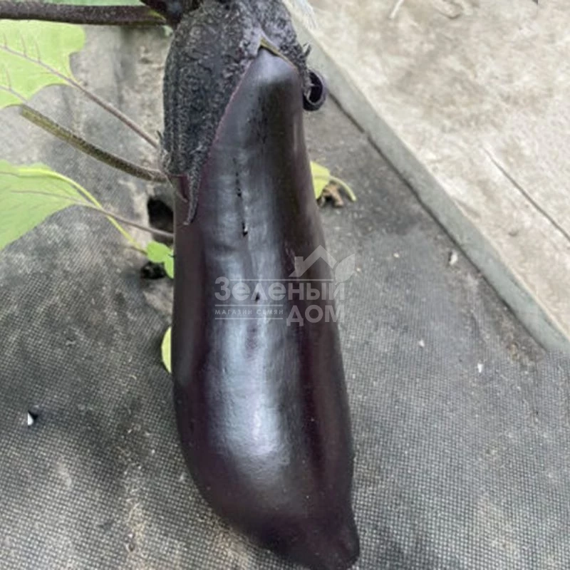 Ден F1 / Den F1,50 дней фото 2