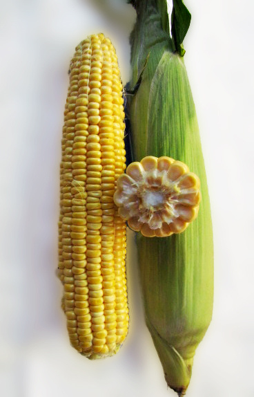 ЛС 899 F1 / LS 899 F1 фото 2