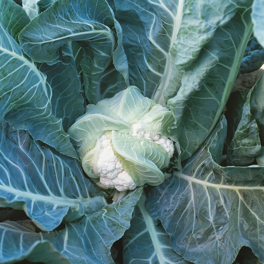 Лекану F1 / Lecanu F1,75-80 дней фото 1