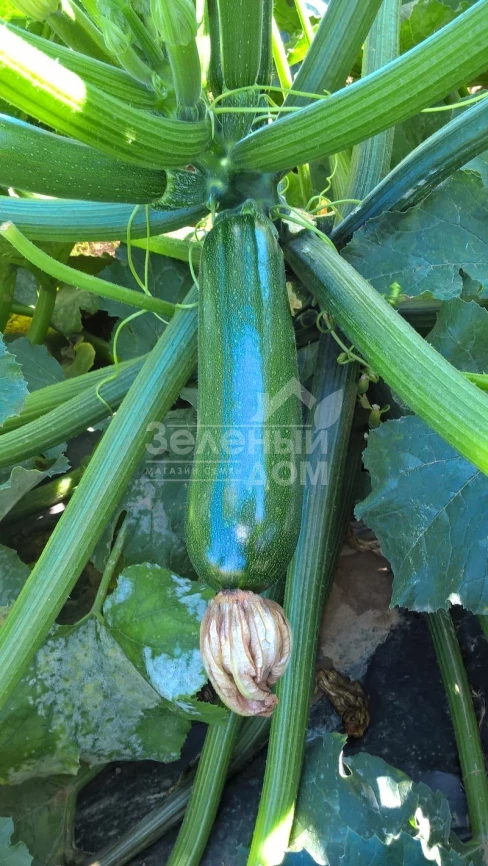 Лейла F1 / Leila F1 фото 1