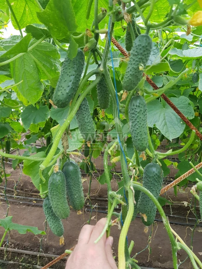 Мадрилен F1 / Madrilene F1, 40–42 дня фото 2