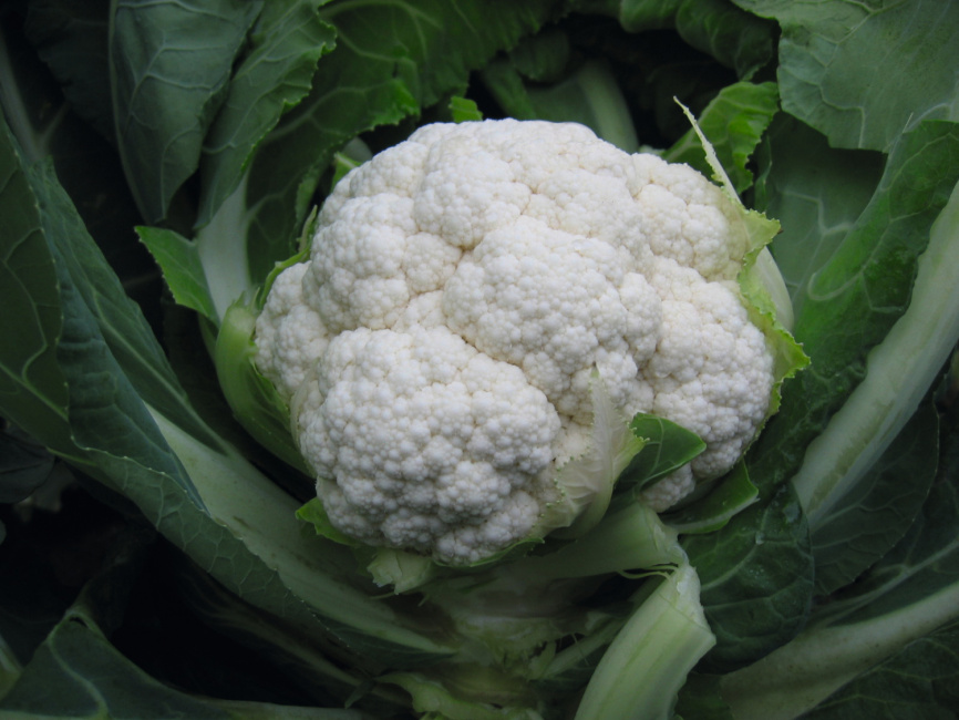 Балбоа F1 / Balboa F1,89 днів фото 3