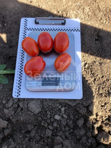 9985 F1 / 9985 F1, 120 дней фото 2