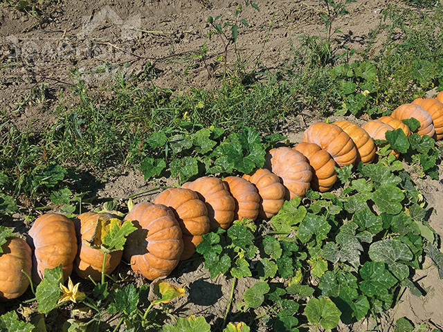 Маноск F1 / Manosk F1,110-115 днів фото 3