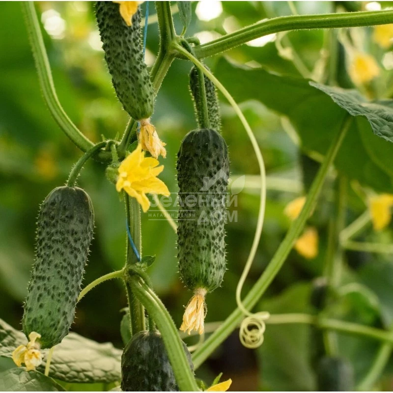 Солют (Абсолют) F1 / Solute (Absolute) F1,35 дней фото 1