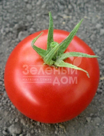 Хиларио F1 / Hilario F1,90-100 дней фото 2