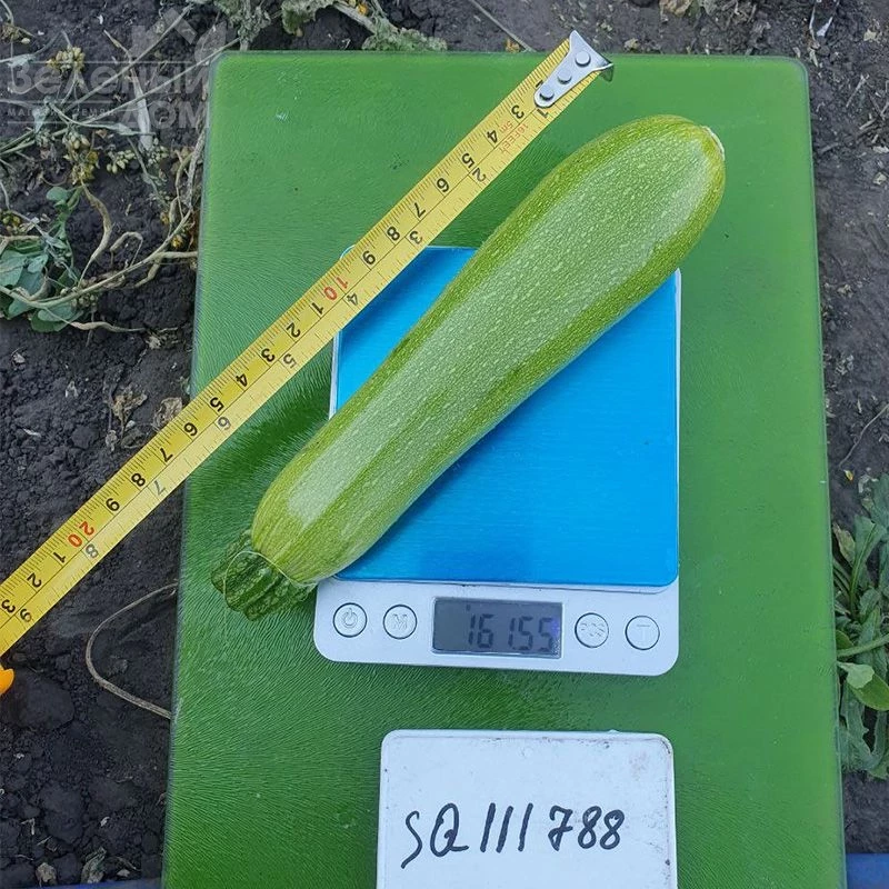 Юлиан F1 / Yulian F1, 32-37 дней фото 2