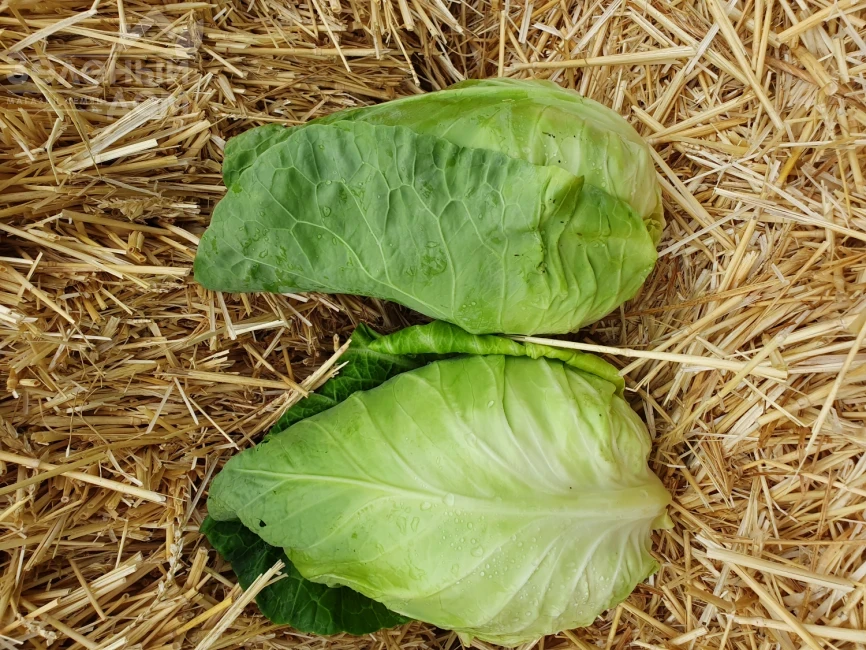 Кейп Хорн F1 / Keyp Horn F1, 55-65 дней фото 2