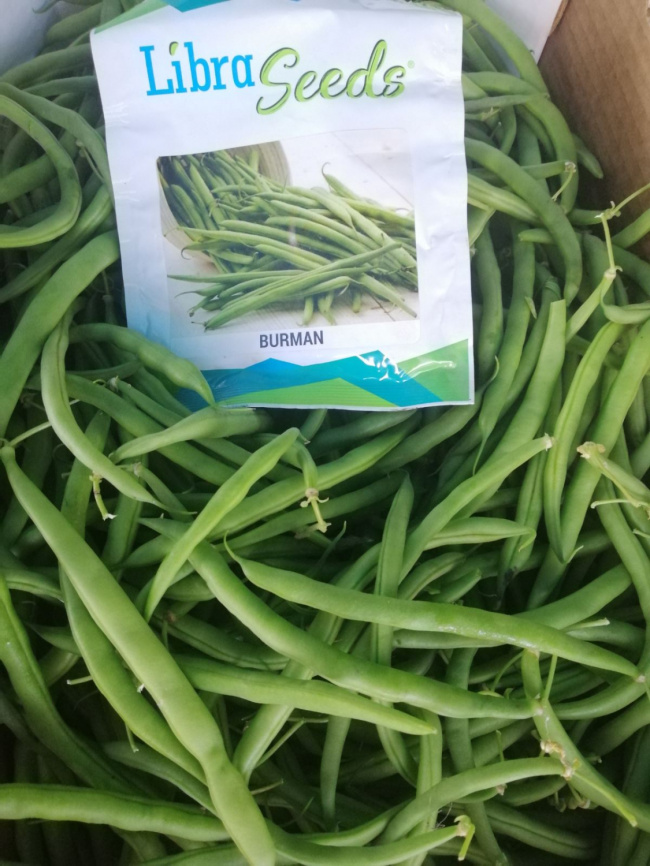 Бурмен / Burman фото 4