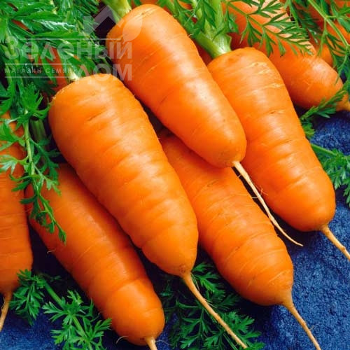 Кампіно / Kampino фото 1