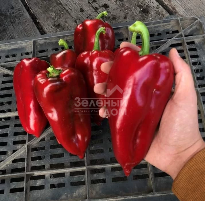 Навигатор F1 / Navigator F1,67-70 дней фото 1