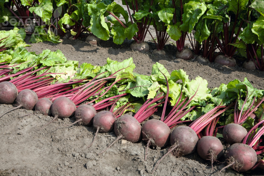 Пабло F1 / Pablo F1,105-108 днів фото 2